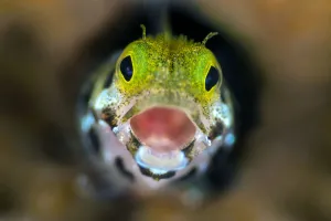 Enthusiasm Prints: Secretary blenny (Acanthemblemari maria) yawns as it peers out from a hole in the reef