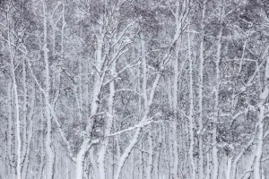 Images Dated 2014 December: 