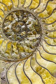 Sectioned fossil ammonite where the shell material has been replaced by pyrites