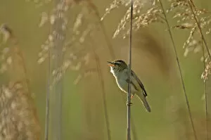 Sedge warbler (Acrocephalus schoenobaenus) adult singing in reedbed, Cambridgeshire