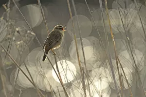 Acrocephalidae Gallery: Sedge warbler (Acrocephalus schoenobaenus) singing with bokeh effect in background