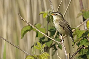 Sedge warbler (Acrocephalus schoenobaenus) adult perched, singing, Norfolk, UK, May