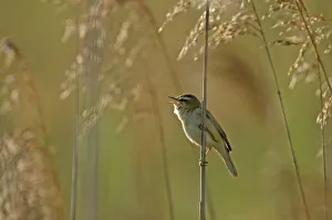 Sedge warbler (Acrocephalus schoenobaenus) adult singing in reedbed, Cambridgeshire