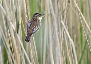 Sedge Warbler (Acrocephalus schoenobaenus) Greylake RSPB Reserve, Somerset Levels