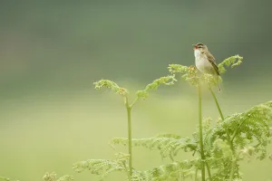 Sedge warbler (Acrocephalus schoenobaenus) perched on Bracken singing, Islay, Scotland