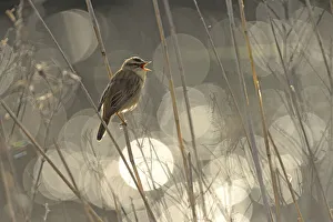 Catalogue9 Prints: Sedge warbler (Acrocephalus schoenobaenus) singing with bokeh effect in background