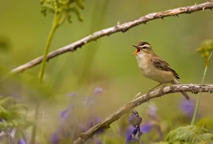 Communication Prints: Sedge warbler (Acrocephalus schoenobaenus) singing portrait
