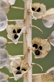 Monocotyledon Gallery: Seeds and seedpods of Armenian grape hyacinth (Muscari armeniacum) June