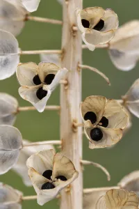 Seeds and seedpods of Armenian grape hyacinth (Muscari armeniacum) June