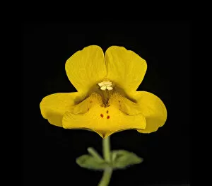 Heather Angel Collection: Seep monkey flower (Mimulus guttatus), bifid stigma above stamens. Nectar spot guides