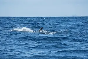 Azores Prints: Sei whale (Balaenoptera borealis) dorsal fin above water surface