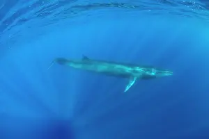 Azores Prints: Sei whale (Balaenoptera borealis) swimming through sunrays