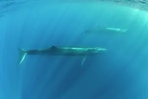 Azores Prints: Two Sei whales (Balaenoptera borealis) swimming through sunrays