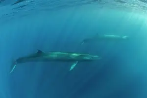 Azores Prints: Two Sei whales (Balaenoptera borealis) swimming through sunrays