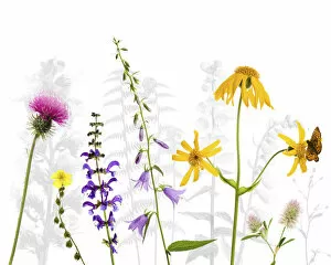Colourful Gallery: Selection of wildflowers against white background, including Thistle (Cirsium)