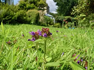 Labiatae Prints: Selfheal (Prunella vulgaris)