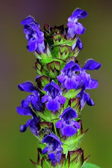 Labiatae Prints: Selfheal (Prunella vulgaris) in flower, close up, Dorset, England, UK. June. Studio shot