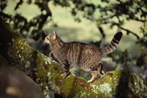 Images Dated 17th April 2012: Semi habituated female Scottish wildcat (Felis silvestris grampia) walking along branch
