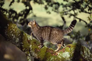 Cats Prints: Semi habituated female Scottish wildcat (Felis silvestris grampia) walking along branch