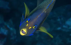 Nationalist Republic Of China Prints: Semicircle angelfish (Pomacanthus semicirculatus) Kenting National Park, Kenting, Taiwan
