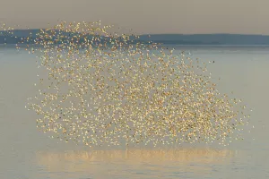 Nick Hawkins Prints: Semipalmated sandpiper (Calidris pusilla) flock in flight over water