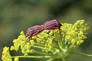 Umbelliferae Prints: Semipunctated shield bugs (Graphosoma semipunctatum) pair