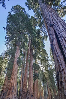 Size Gallery: The Senate Group of Giant sequoia (Sequoiadendron giganteum) trees on the Congress