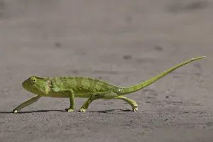 Senegal chameleon (Chamaeleo senegalensis) walking over flat ground, Allahein river, The Gambia