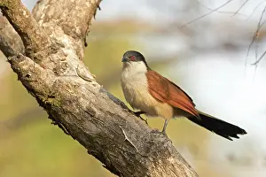 Cuculiformes Prints: Senegal coucal (Centropus senegalensis) perched in tree, Benoue National Park, Cameroon