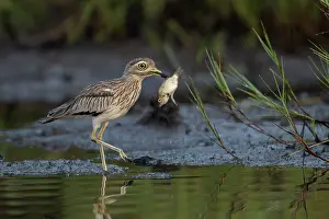 Senegal thick-knee (Burhinus senegalensis) feeding on a dead fish in shallow water, Allahein river, The Gambia