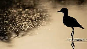 Silhouetted Prints: Senegal thick-knee (Burhinus senegalensis) standing in shallow water