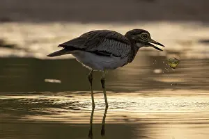 Gambia Prints: Senegal thick-knee (Burhinus senegalensis) standing in shallow water feeding