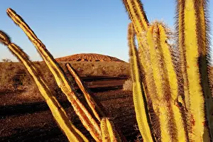 Spike Prints: Senita cactus (Lophocereus schottii) in evening sunlight with El Colorado volcano in background