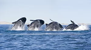 Alike Gallery: Sequence of a breaching Southern right whale (Eubalaena australis) Golfo Nuevo, Peninsula Valdes