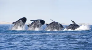Composite Images Prints: Sequence of a breaching Southern right whale (Eubalaena australis) Golfo Nuevo