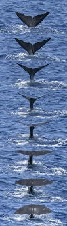 Surface Collection: Sequence of tail fluke of Sperm whale (Physeter macrocephalus) diving. Dominica