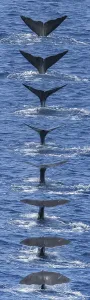 Composite Images Prints: Sequence of tail fluke of Sperm whale (Physeter macrocephalus) diving