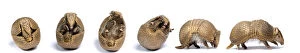Mark Bowler Collection: Sequence of a Three-banded armadillo (Tolypeutes tricinctus) unrolling from defensive
