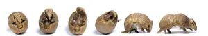Mark Bowler Prints: Sequence of a Three-banded armadillo (Tolypeutes tricinctus) unrolling from defensive