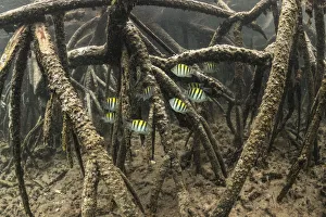 Sergeant major (Abudefduf sp) schooling in mangroves of Isabela Island, Galapagos