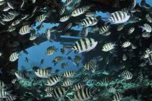 Images Dated 18th June 2015: Sergeant major (Abudefduf vaigiensis), shoal on wreck of the Kingston, near Shag Rock
