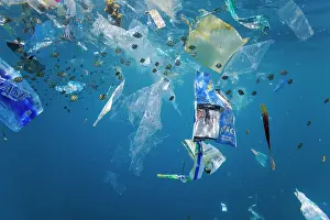 Environmental Issues Prints: Sergeant major damsels (Abudefduf vaigiensis) juvenile school swimming around plastic bags and waste in Indian Ocean