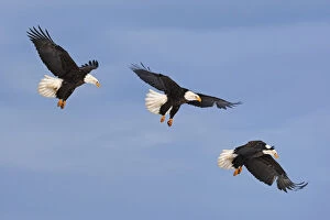 American Bald Eagle Gallery: Series of Bald eagle (Haliaeetus leucocephalus) in flight, Homer, Alaska, USA, March
