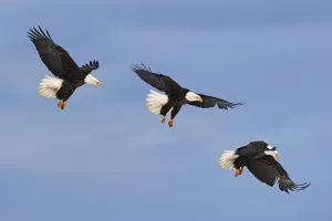 American Eagle Prints: Series of Bald eagle (Haliaeetus leucocephalus) in flight, Homer, Alaska, USA, March