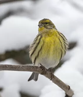 Images Dated 6th July 2019: Serin (Serinus serinus), in snow, Finland, December