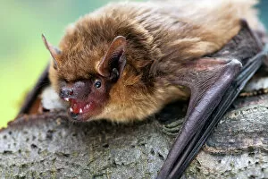 Portraits Collection: Serotine bat (Eptesicus serotinus) showing teeth, Captive, UK