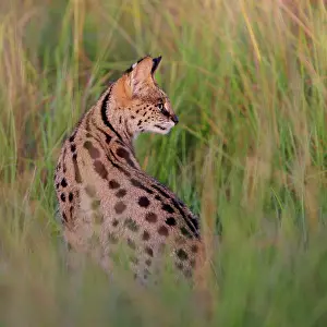 Grass Prints: Serval (Felis serval) sitting in long grass, Masai Mara National Reserve, Kenya
