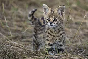 Serval kitten (Leptailurus serval), aged two months, near its mother, in savannah