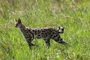 Savanna Prints: Serval (Leptailurus serval) female
