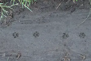 Tanzania Prints: Serval (Leptailurus serval) footprints in wet sand, Serengeti National Park, Tanzania